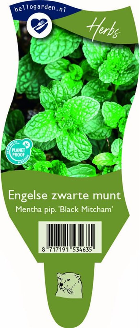 Mentha piperita 'Black Mitcham' - P11